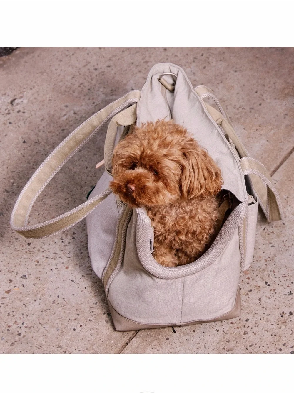 NWT Small Transit Tote Dog Carrier